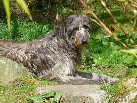 Breesfalt Jasper